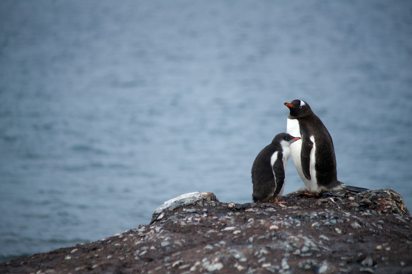 Αγκαλιά πιγκουίνων: Η φωτογραφία που κέρδισε το πρώτο βραβείο στα Ocean Photograph Awards