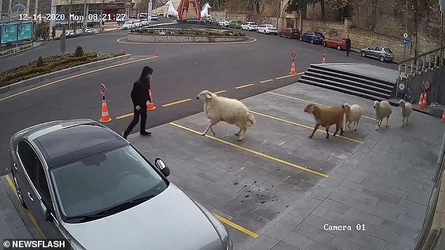 Viral: Πρόβατο, κατσίκα κι αρνιά έκαναν επιδρομή σε δημαρχείο