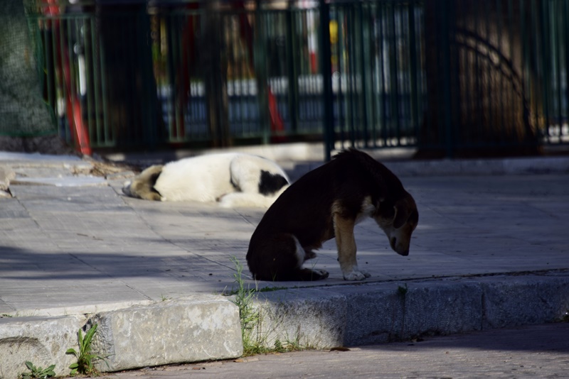 Βίασαν σκύλο Πιερία: Αποτροπιασμός, η ανάρτηση της Φιλοζωικής