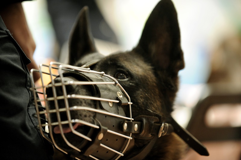 Αστυνομικός σκύλος-ναρκωτικά: Βίντεο με την επιτυχία του «Ακύλα»