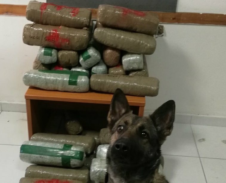 Αστυνομικός σκύλος ναρκωτικά: 35 κιλά κάνναβης στο σασί