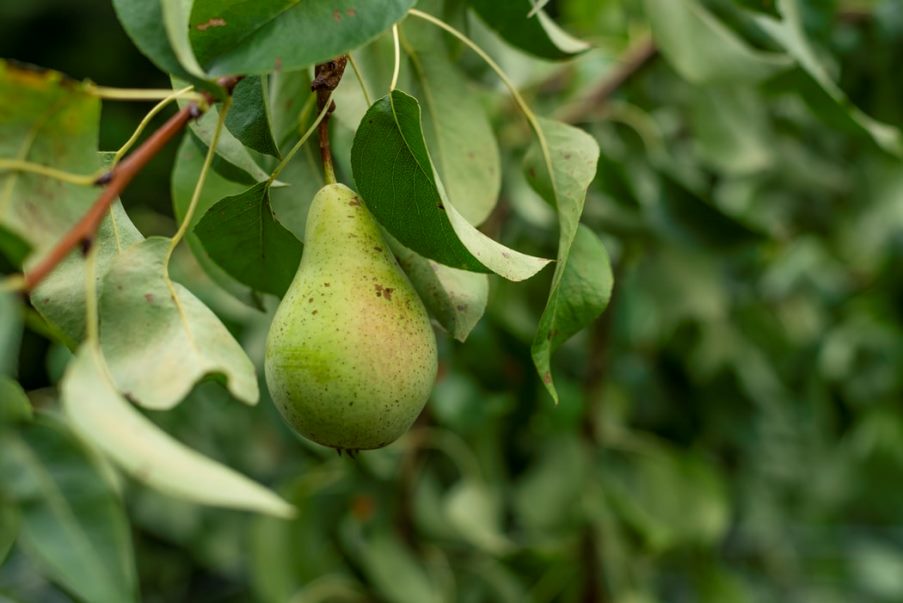 Αχλάδι οφέλη: Σύμμαχος της υγείας