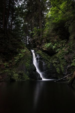 black forest
