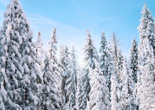 Δένδρα και χιονισμένο τοπίο