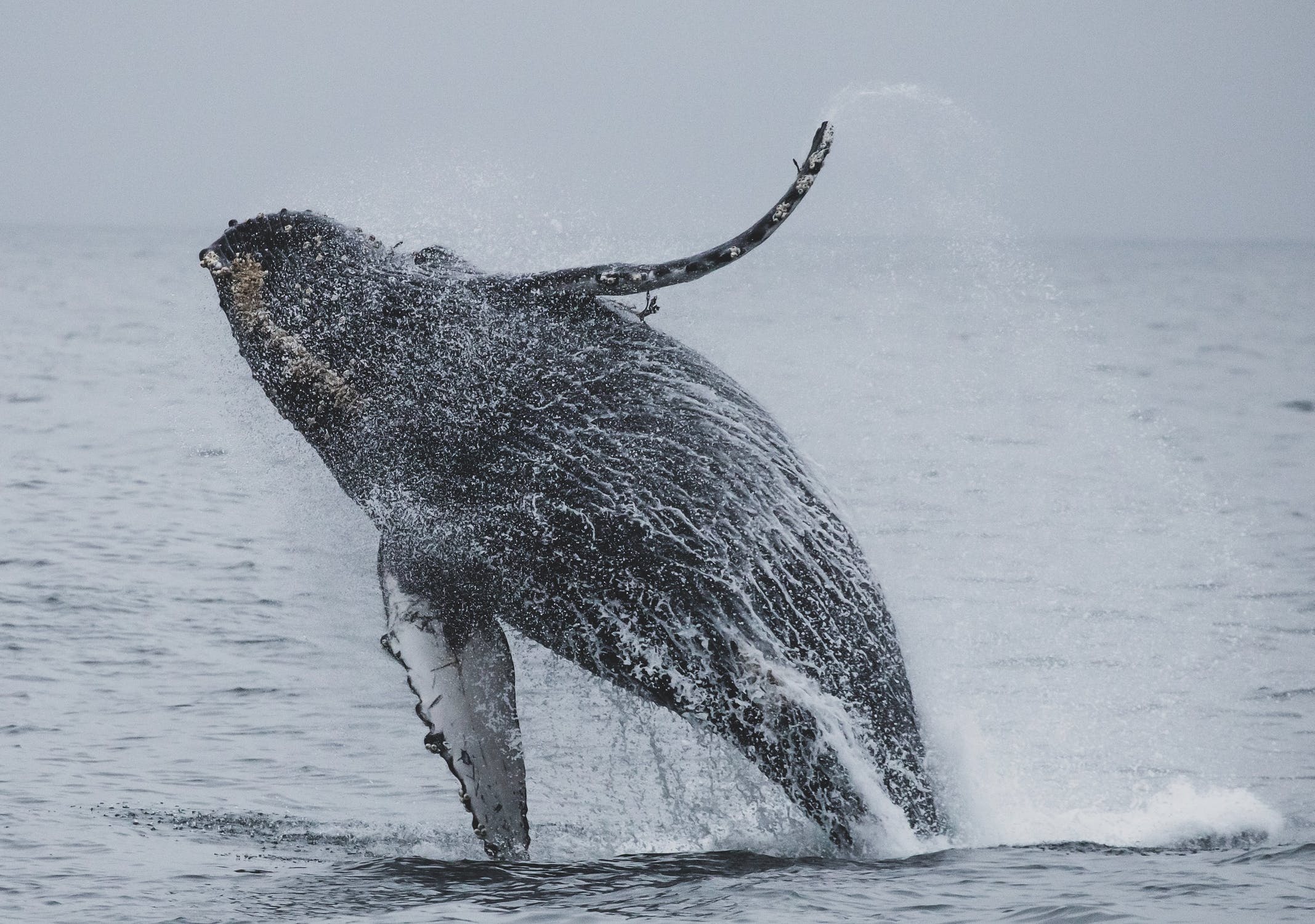 Φάλαινες – Νέα Ζηλανδία: Δεκάδες ξεβράστηκαν σε ακτή της χώρας