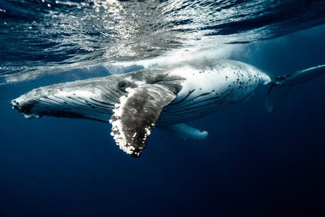 Φάλαινα 