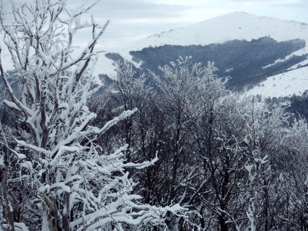 Φλώρινα χιονισμένο τοπίο δένδρα 