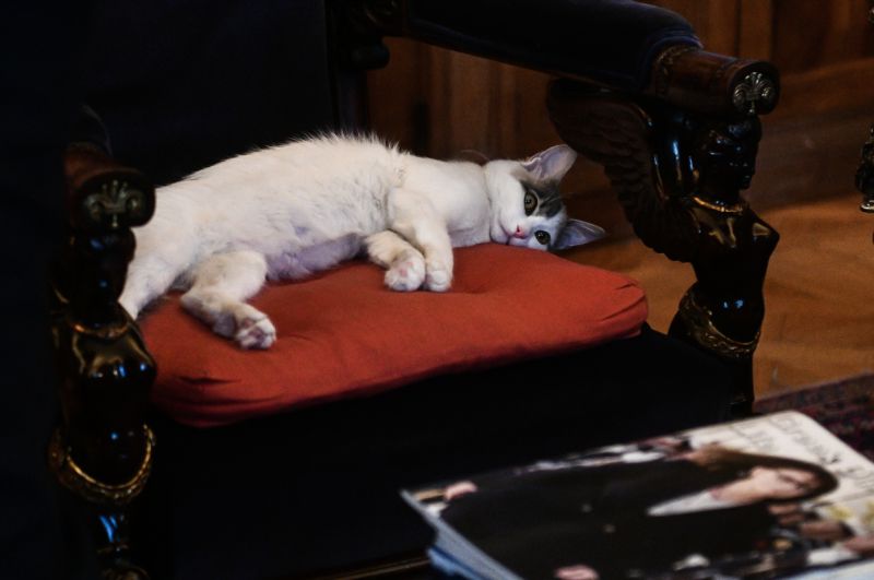Γάτα Σακελλαροπούλου: Η Καλυψώ τράβηξε πάλι όλα τα φλας στο Προεδρικό Μέγαρο