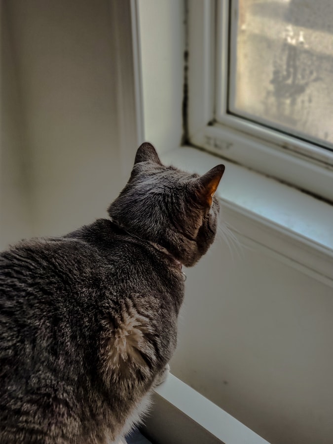 Μια γάτα στο παράθυρο 