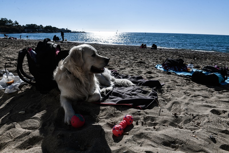 Σκύλος στην παραλία 