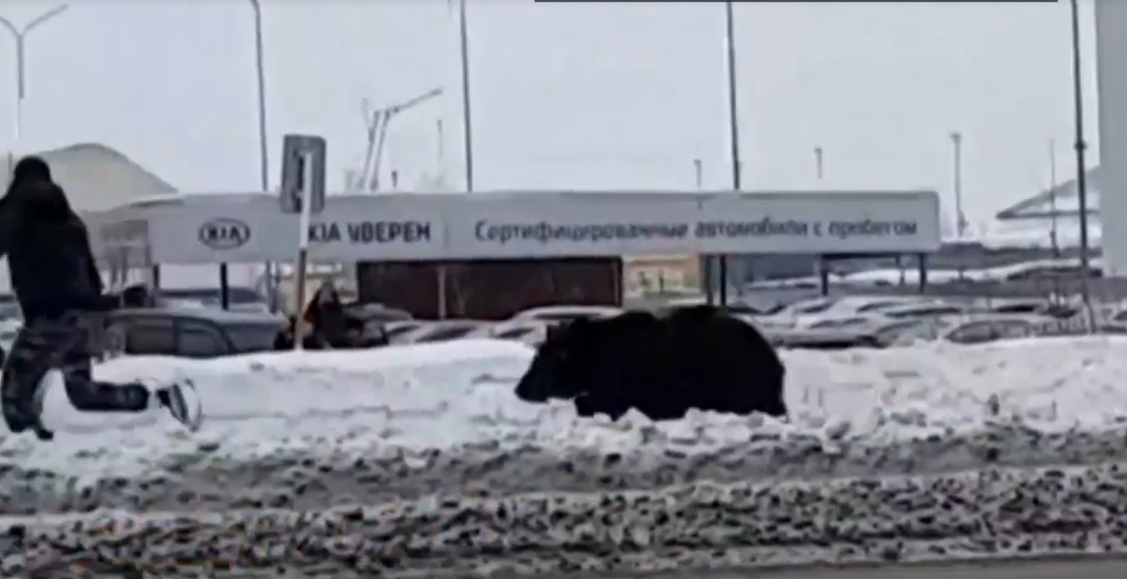 Καταδίωξη από αρκούδα: Ασύλληπτες εικόνες στη Σιβηρία