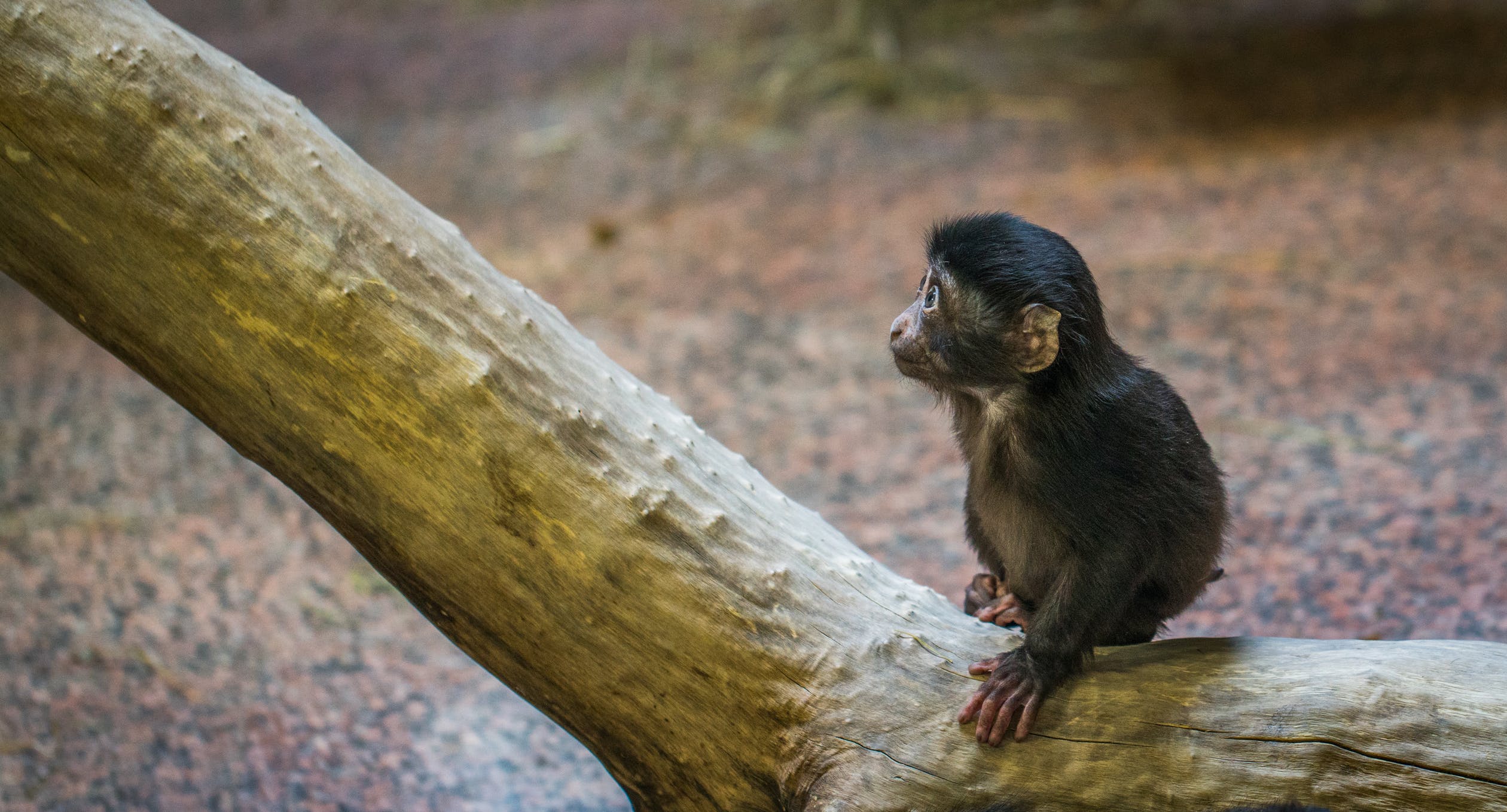 Πίθηκοι – εμβόλιο κορονοϊού: Χαρές στον Ζωολογικό κήπο του Σαν Ντιέγκο