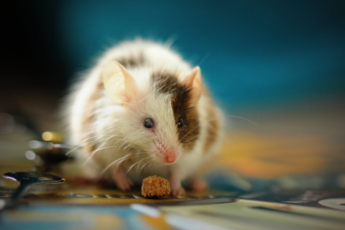 Έμβρυα ποντικιών μέσα σε τεχνητή μήτρα: Το επιστημονικό επίτευγμα