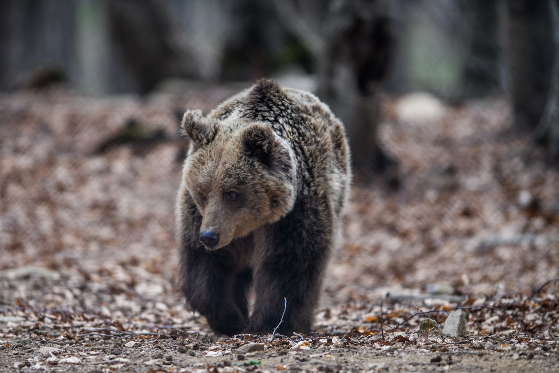 Καστοριά αρκούδα: Μια ανάσα από σπίτια και καταστήματα