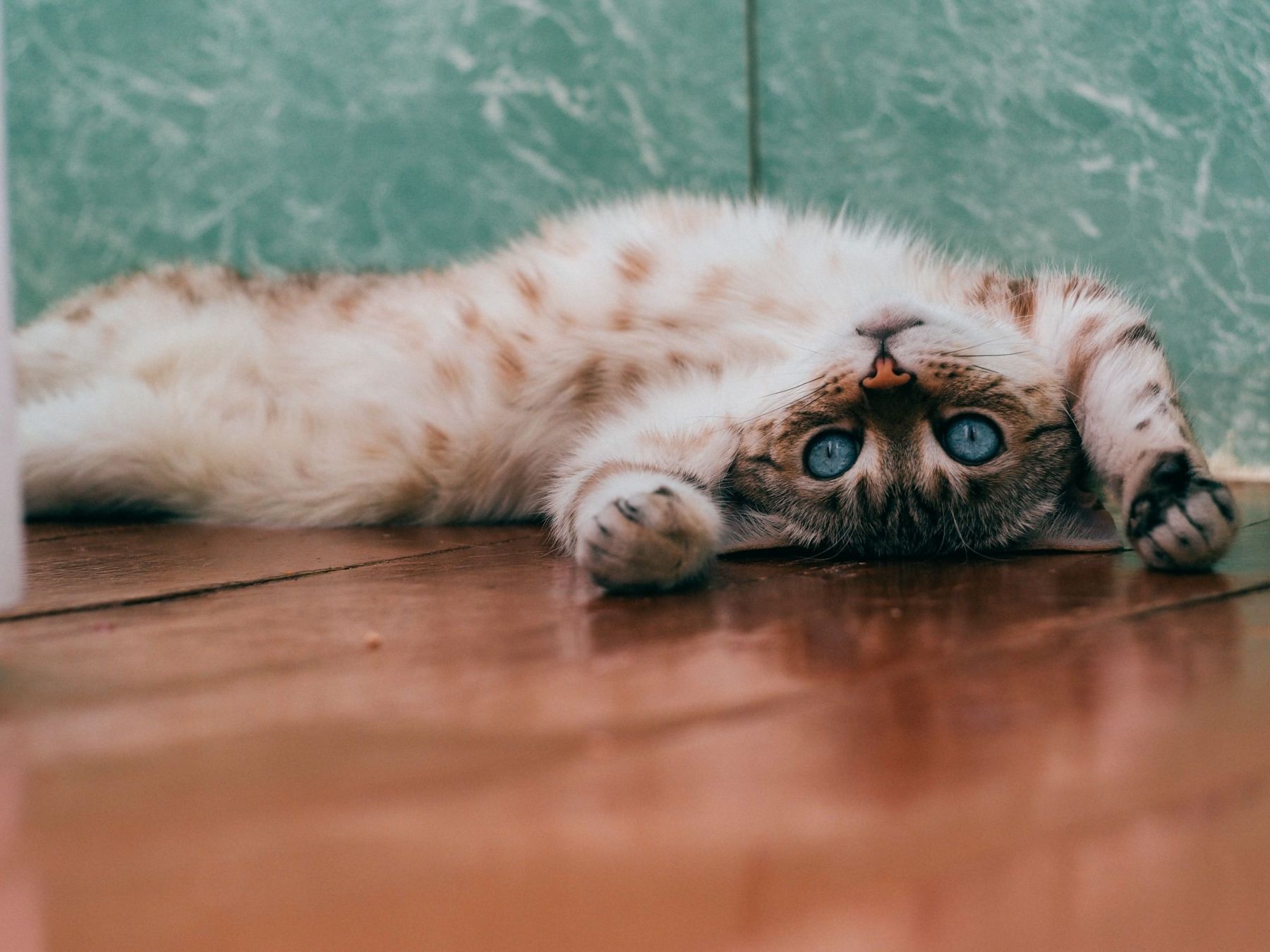 Συμπεριφορά γάτας: 5 σημάδια που μπορείς να εξηγήσεις