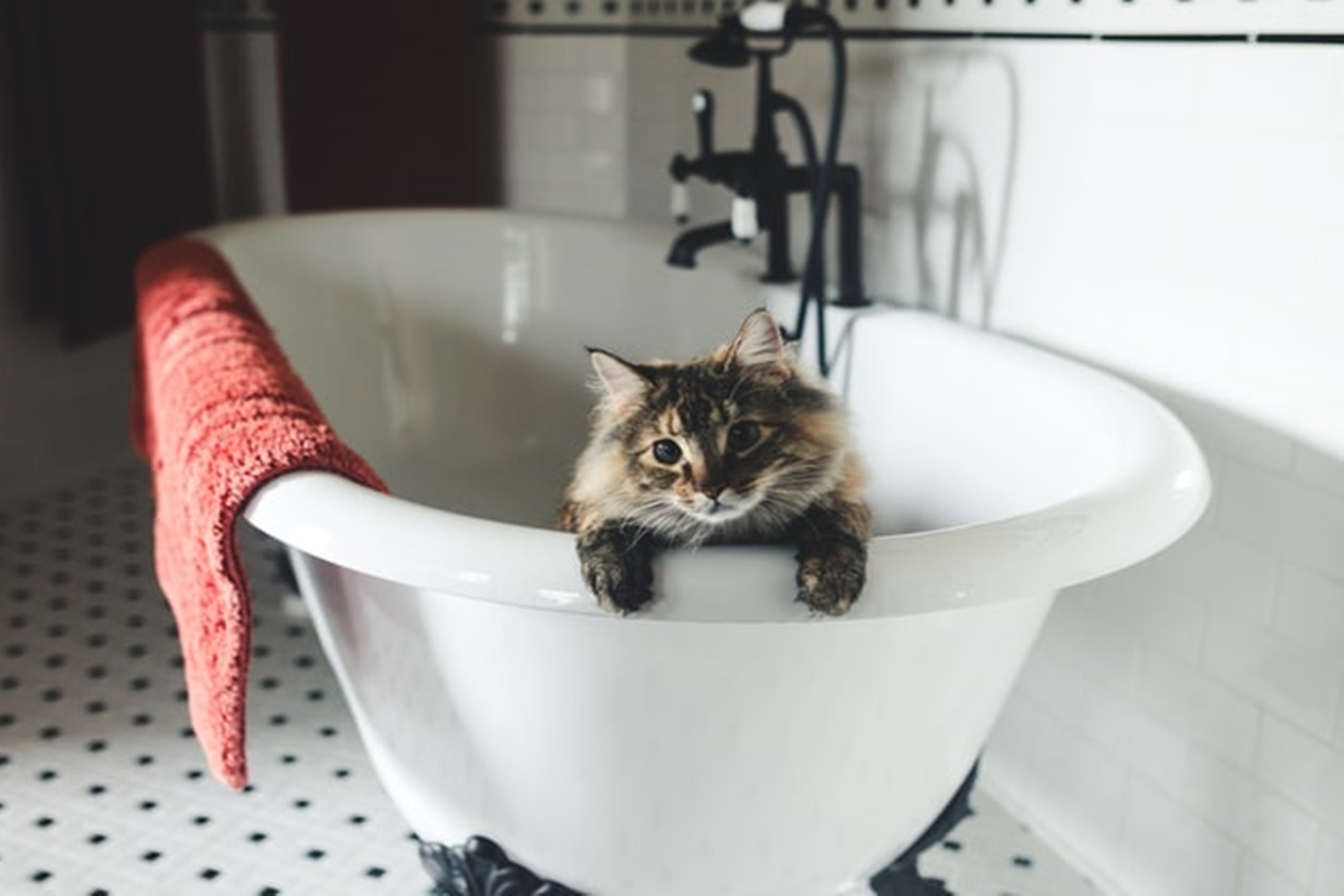 Πώς να κάνω μπάνιο τη γάτα μου: Όλα τα βήματα που πρέπει να ακολουθήσεις