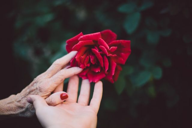Χέρι τριαντάφυλλο