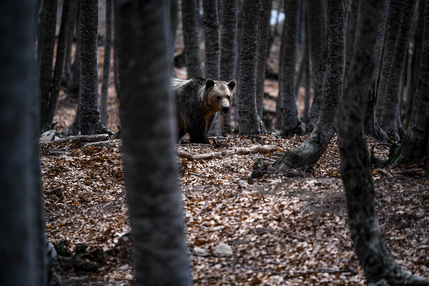 Αρκούδες Καστοριά: Έφτασαν κοντά στα σπίτια