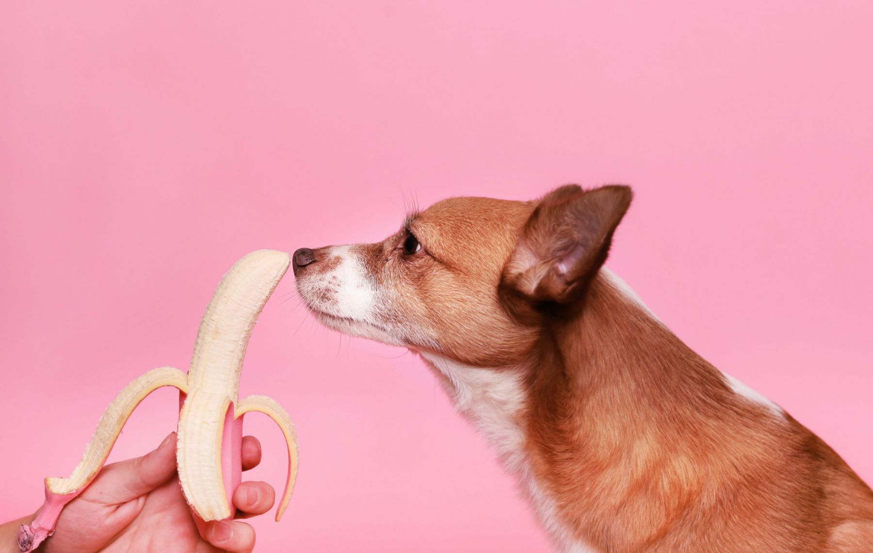 Τι δεν κάνει να τρώνε τα σκυλιά: Όλες οι απαγορευτικές τροφές