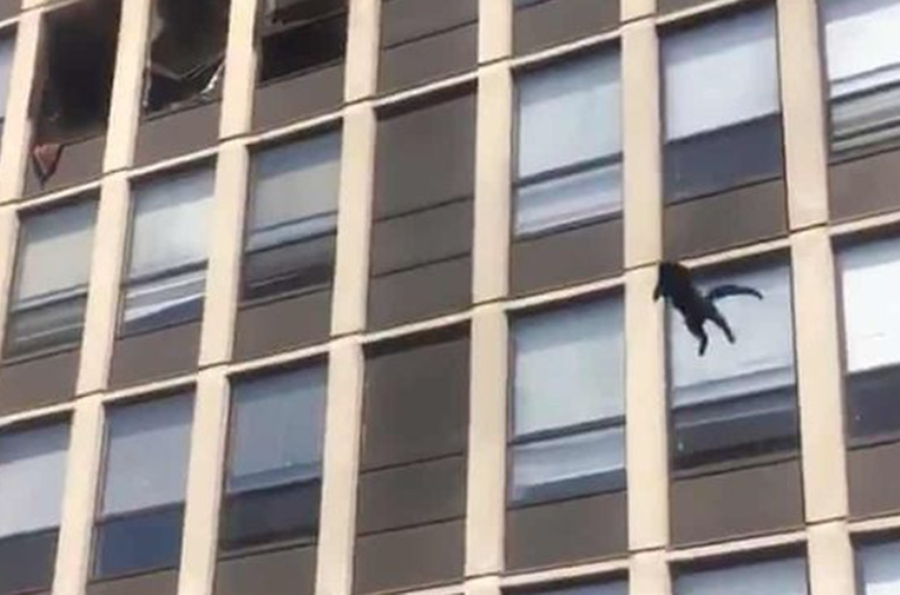 Γάτα πέφτει από κτίριο: Το viral βίντεο της μέρας