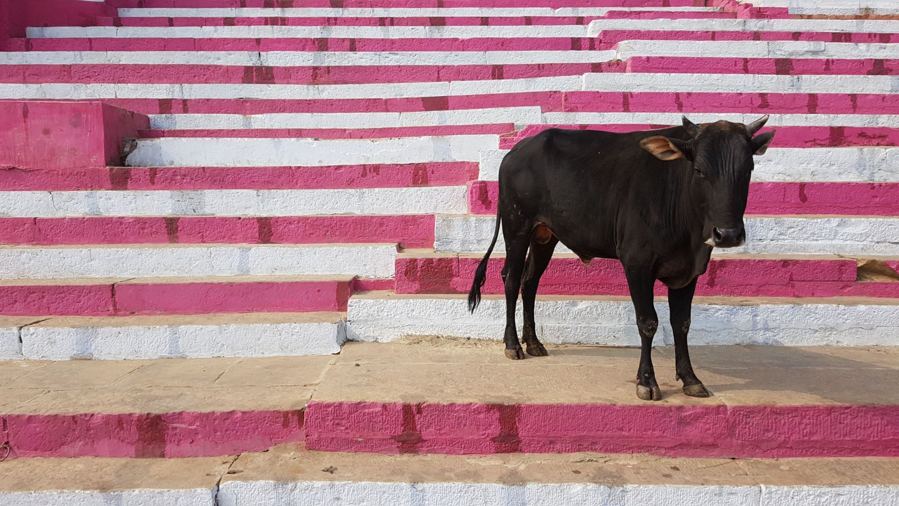 Ινδία  κορονοϊός – κοπριά: Προστατεύονται από την πανδημία με περιττώματα από αγελάδες