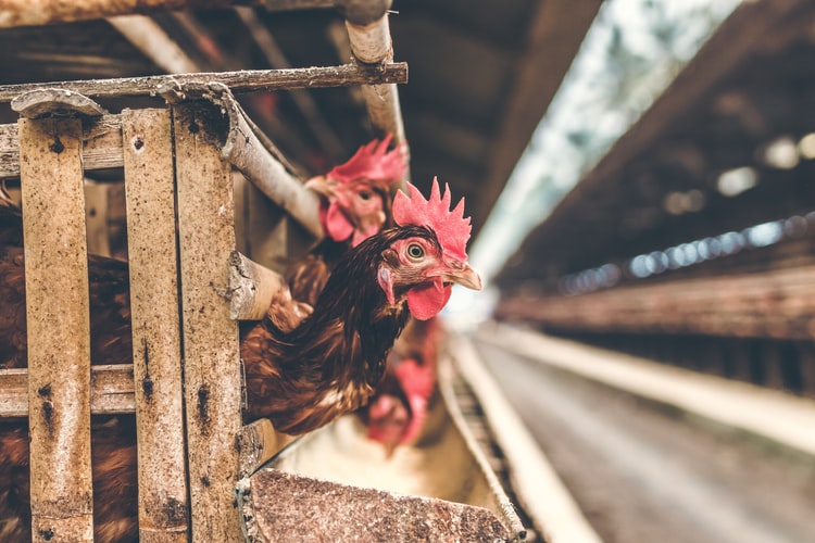 Σαλμονέλα – κότες: Η αλλόκοτη οδηγία του CDC