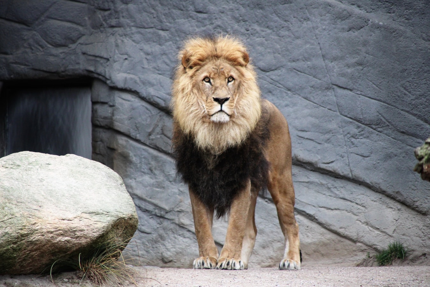 Ινδία λιοντάρια κορονοϊός: Βρέθηκαν θετικά σε ζωολογικό κήπο