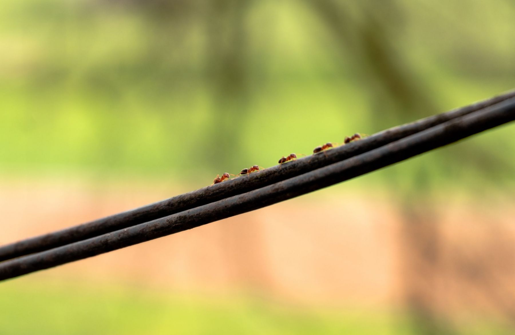 Πώς να διώξω τα μυρμήγκια από την κουζίνα: Απαλλαγείτε με φυσικό τρόπο