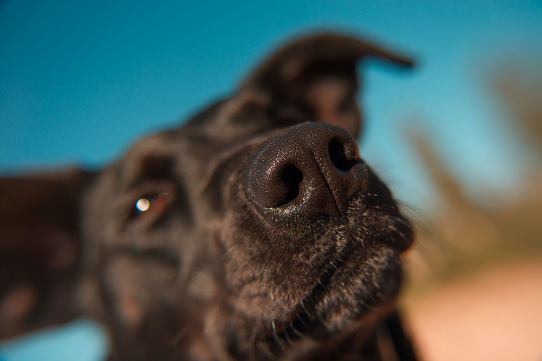 Ανίχνευση κορονοϊού: Η όσφρηση των σκύλων πιο αξιόπιστη από τα τεστ