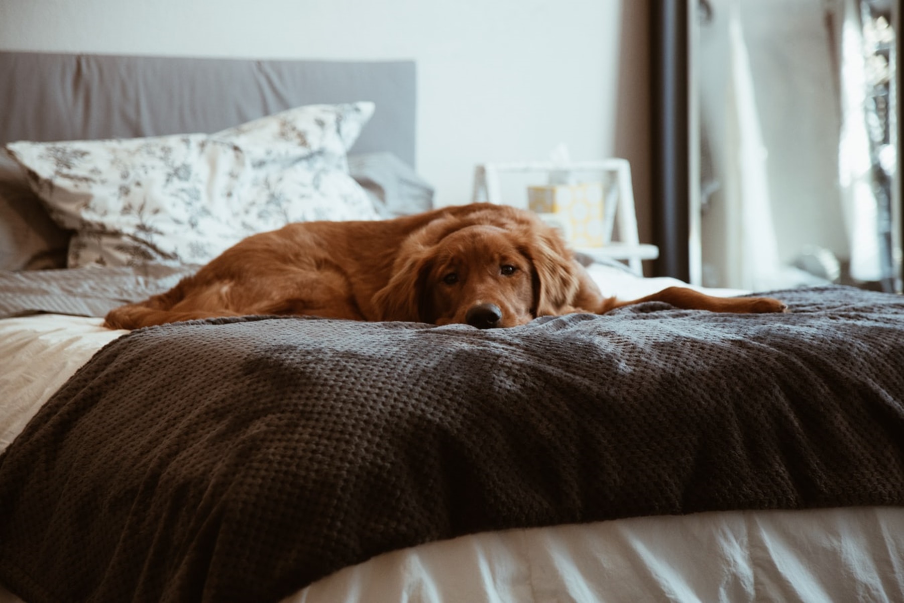 Ύπνος με σκύλο: Πόσο καλό κάνει για την υγεία μας, τι να προσέξετε