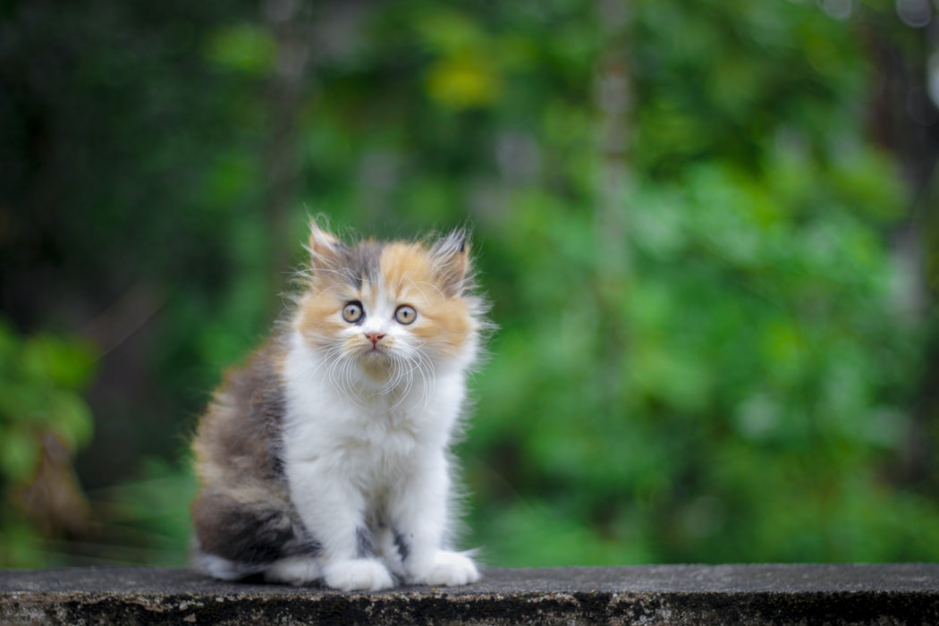 Σκότωσε γατάκι – Μυτλήνη: Φρικτός θάνατος για τετράποδο