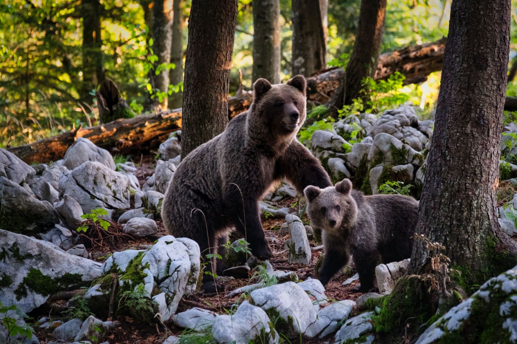 Αρκούδα – Καστοριά: Έκλεβε κεράσια με το μωρό της