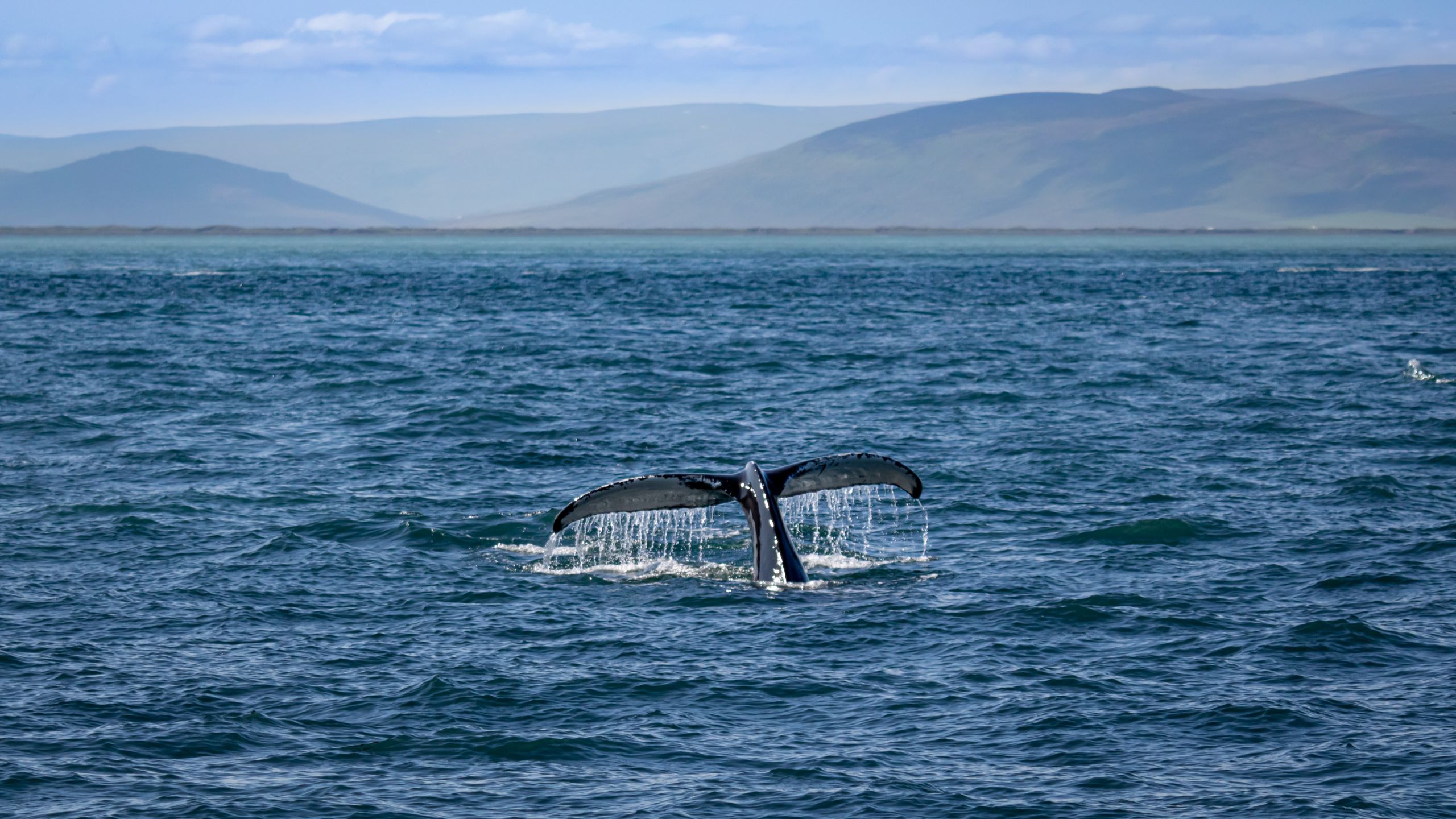 Τον έφτυσε η φάλαινα: Η απίστευτη ιστορία ενός δύτη