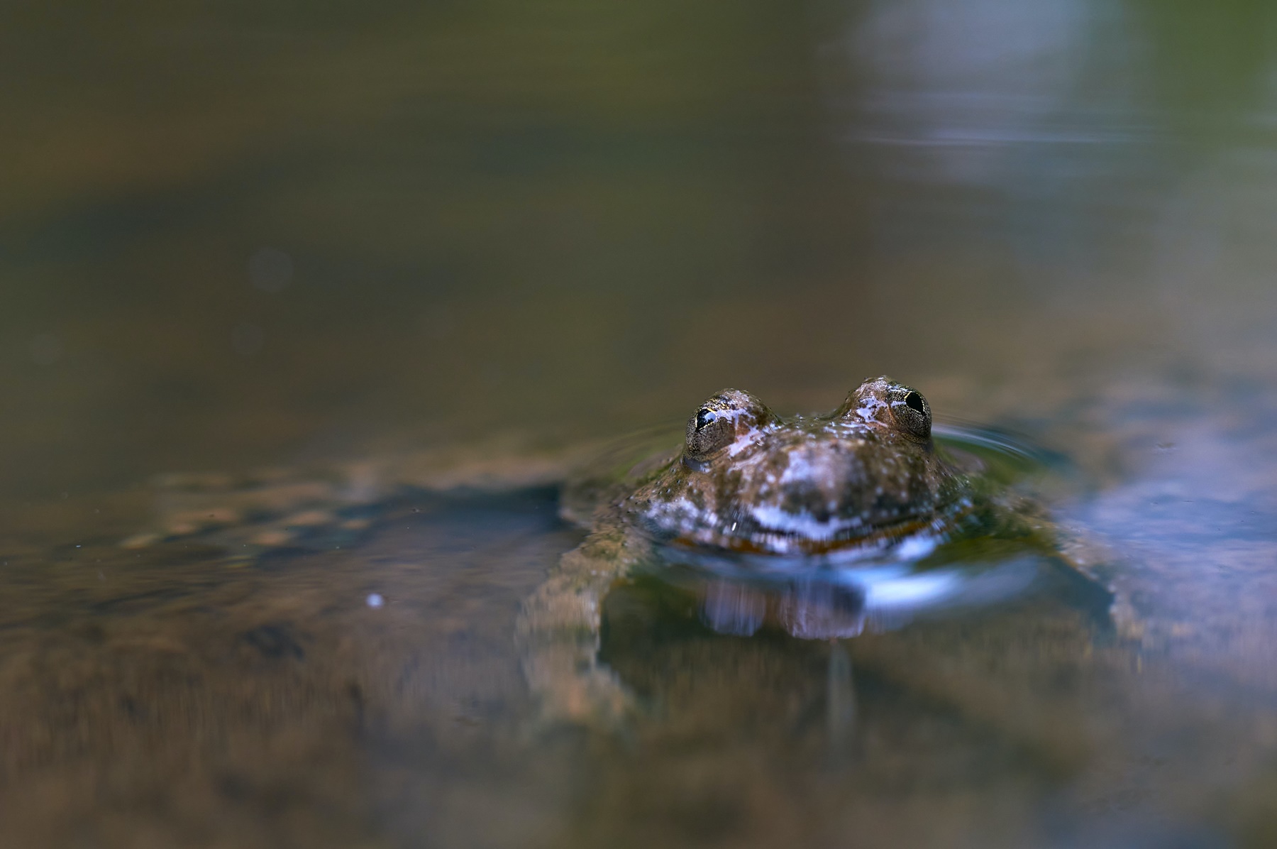 Σοκολατένιος βάτραχος: Το πανέμορφο πλασματάκι που ανακάλυψε ομάδα Αυστραλών