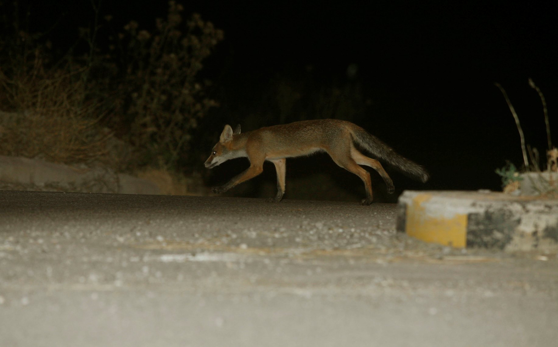 Δήμος Μαραθώνος: Θανάτωση άγριου ζώου