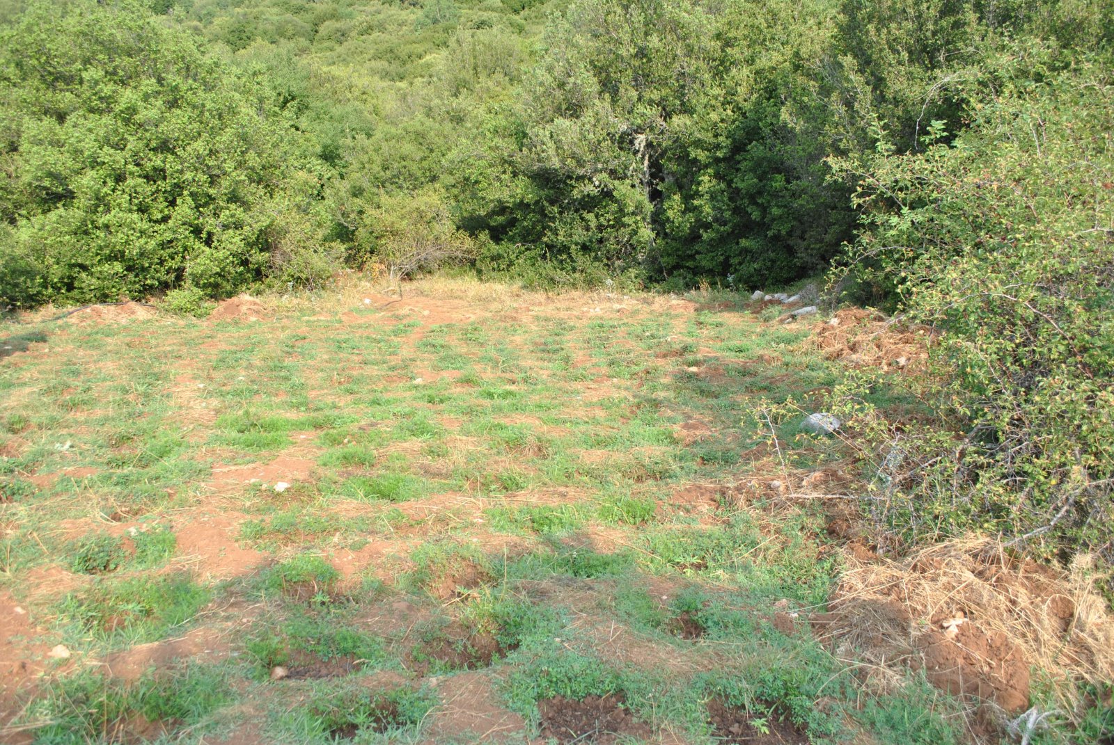 Χασισοκαλλιέργειες: Τεράστια φυτεία στην Όθρυ