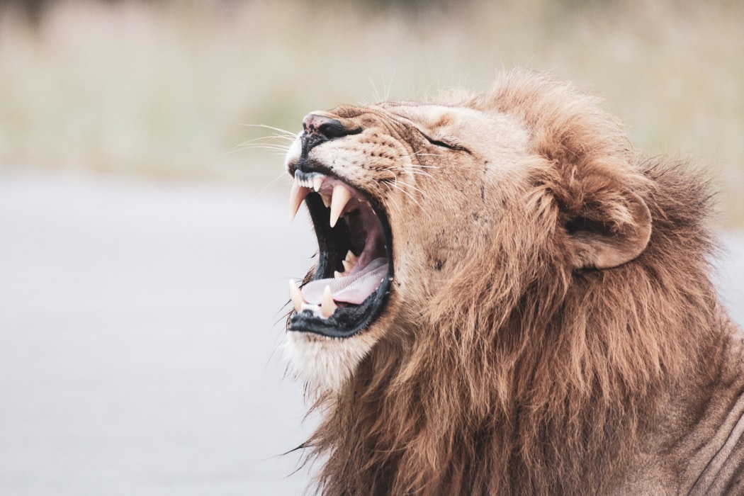 Λιοντάρι το έσκασε από το εθνικό πάρκο: Τρόμος στην Κένυα