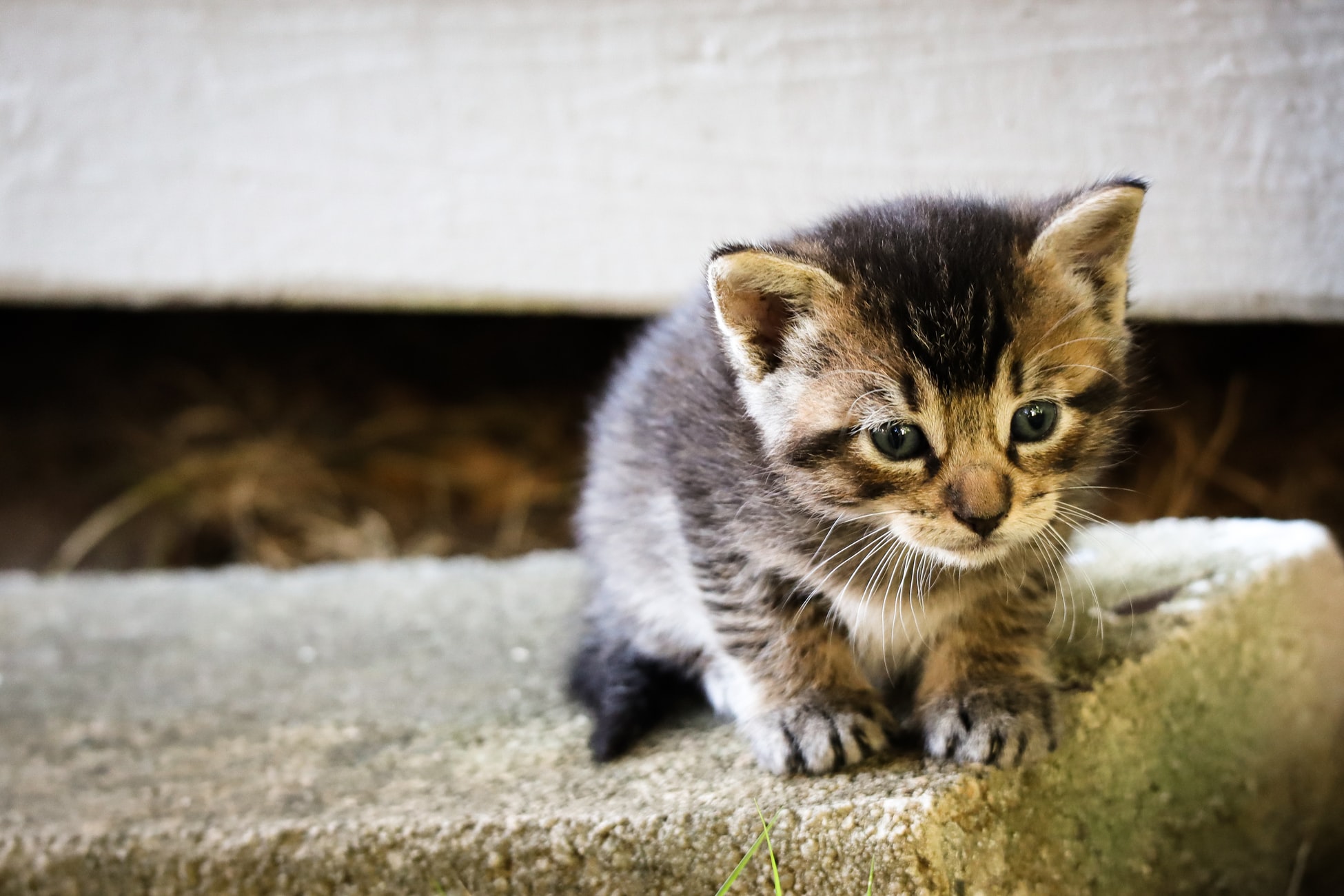 Απάτες: Με πρόσχημα ένα γατάκι ή ένα σκασμένο ελαστικό