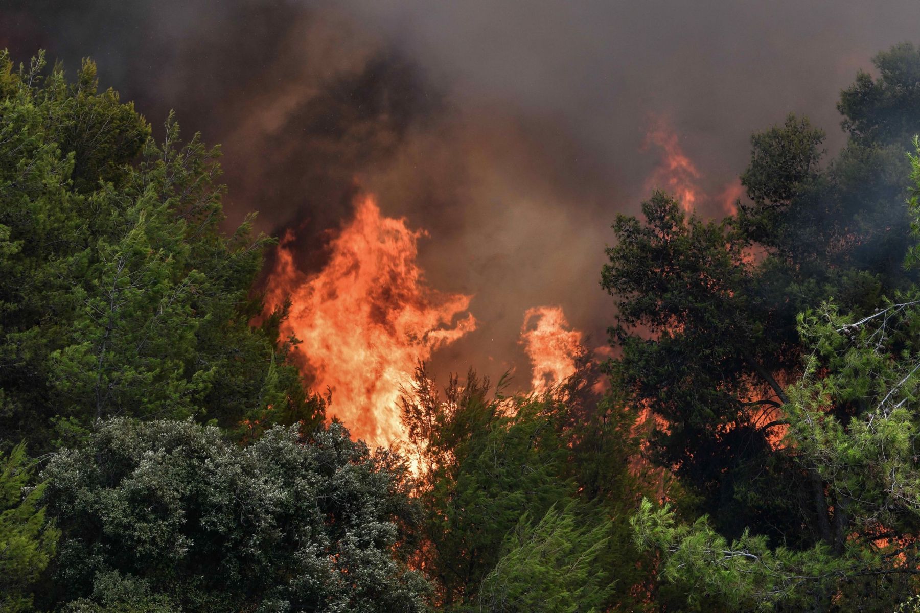 Φωτιά Ηλεία τώρα: Μαίνεται ανεξέλεγκτη η πυρκαγιά στο Λιβαδάκι
