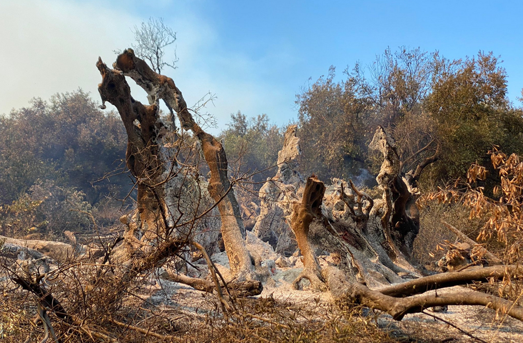 Ελιά 2.500 ετών Εύβοια: “Κάρβουνο” το υπεραιωνόβιο δέντρο στις Ροβιές