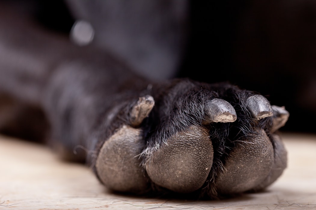 Σκύλος με έξι πόδια: Χειρουργήθηκε η όμορφη Άριελ