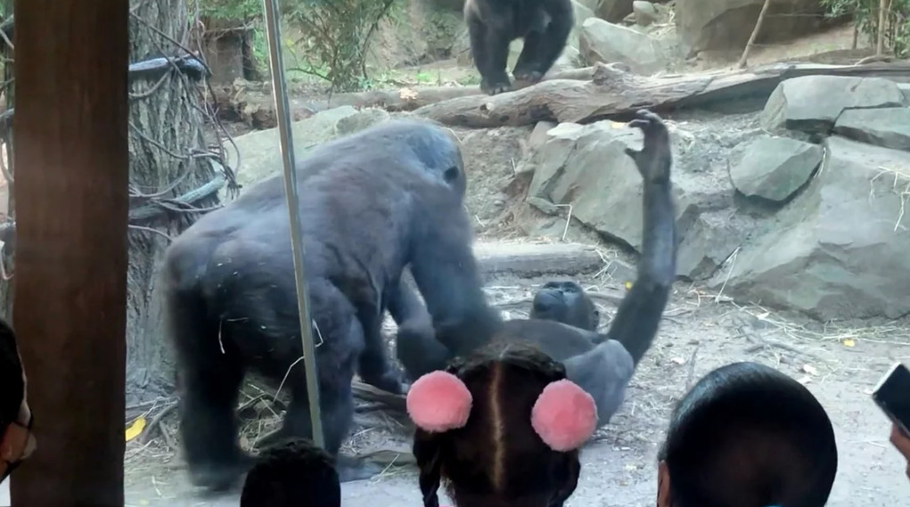 Γορίλας – στοματικό σεξ: Απίστευτο θέαμα σε ζωολογικό κήπο