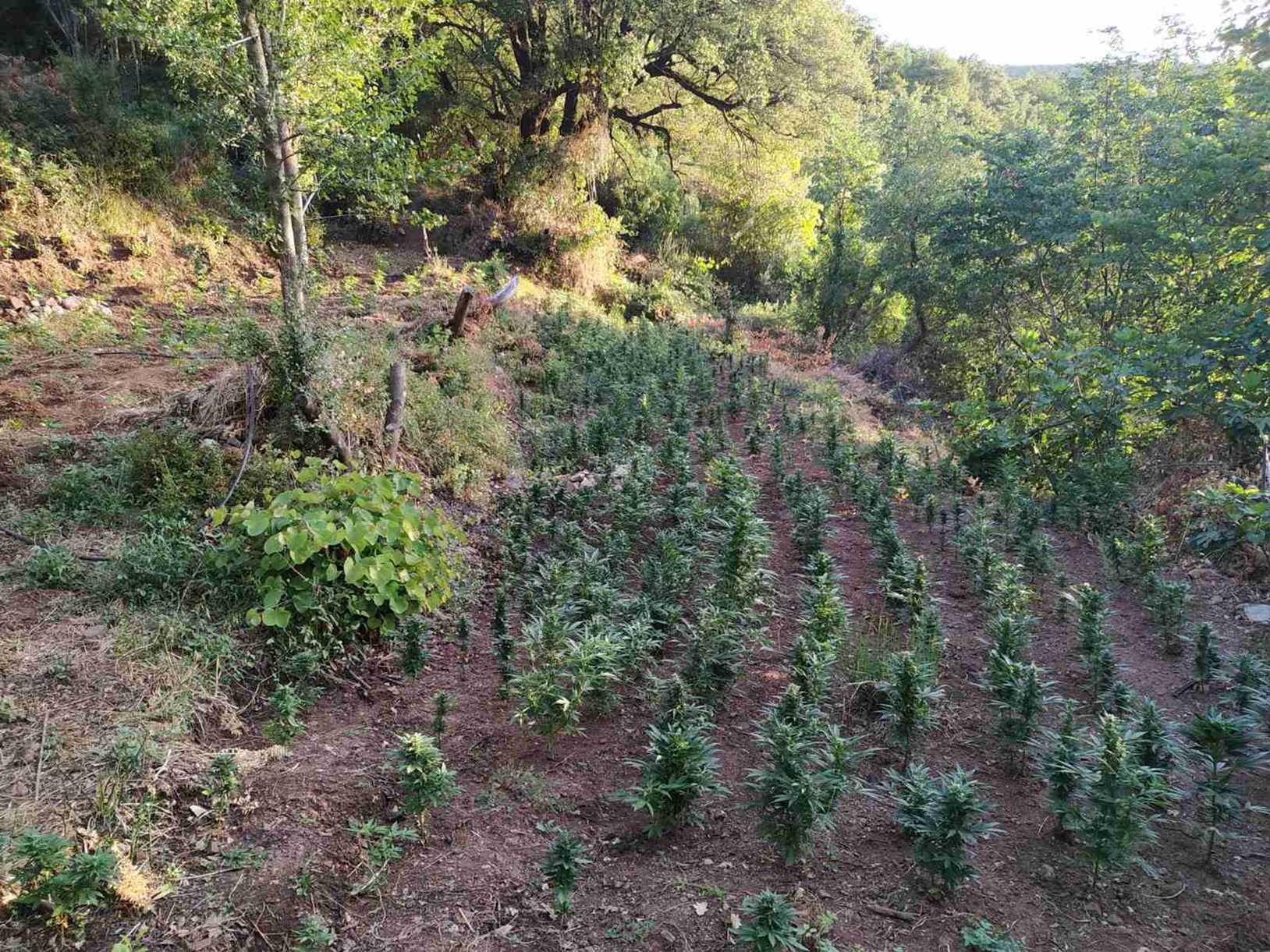 Καλλιέργεια κάνναβης: Φυτεία με 148 δενδρύλλια στην Τιθορία
