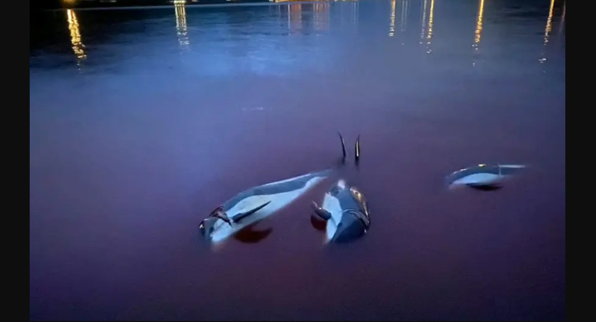 Σφαγή δελφινιών Δανία: Η θάλασσα βάφτηκε κόκκινη, εικόνες σοκ