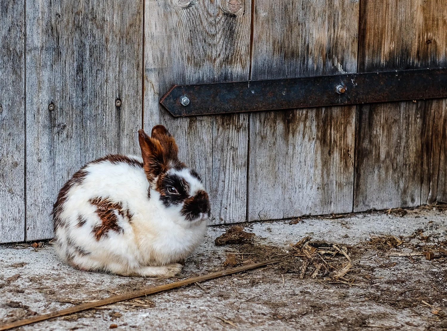 Vegan και cruelty free καλλυντικά: Σε τι διαφέρουν;