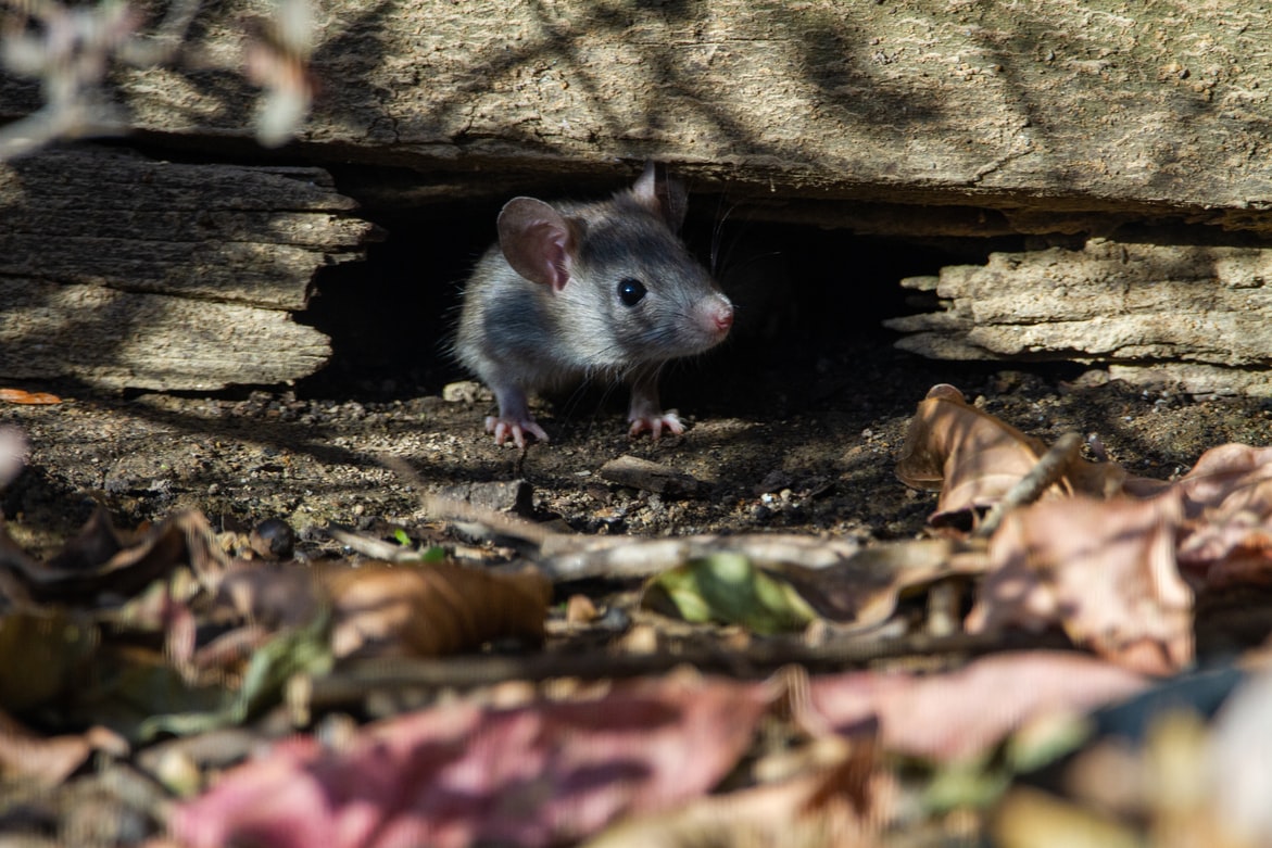 Παράλυτα ποντίκια περπάτησαν: Τεράστιο επιστημονικό επίτευγμα – Τι λέει ο Έλληνας ερευνητής