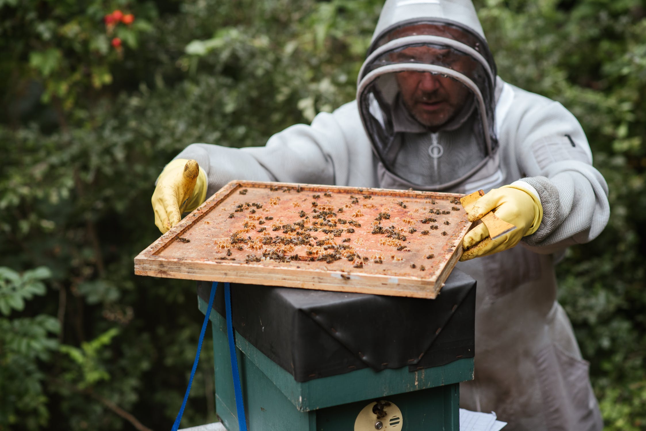 Μέλισσες Λα Πάλμα: Επέζησαν θαμμένες κάτω από ηφαιστειακή τέφρα για 50 μέρες