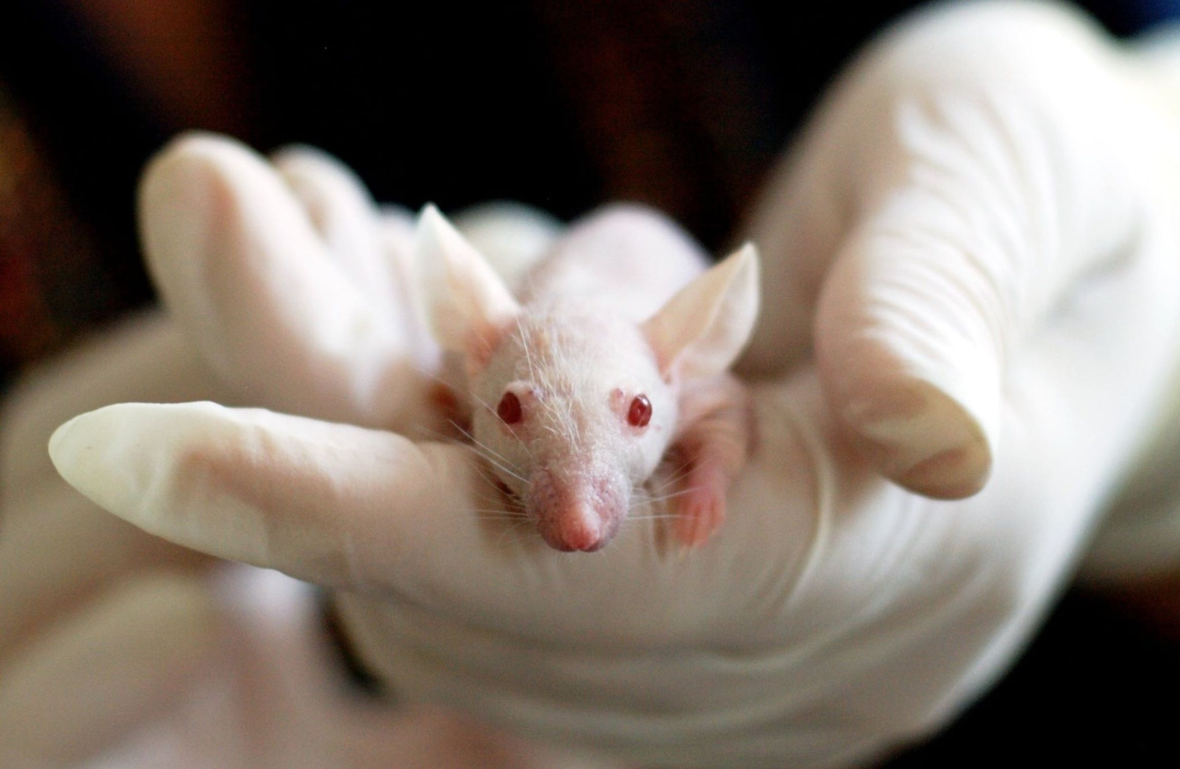 Παράλυτα ποντίκια περπάτησαν: Η πρωτοποριακή μέθοδος αναγέννησης της σπονδυλικής στήλης