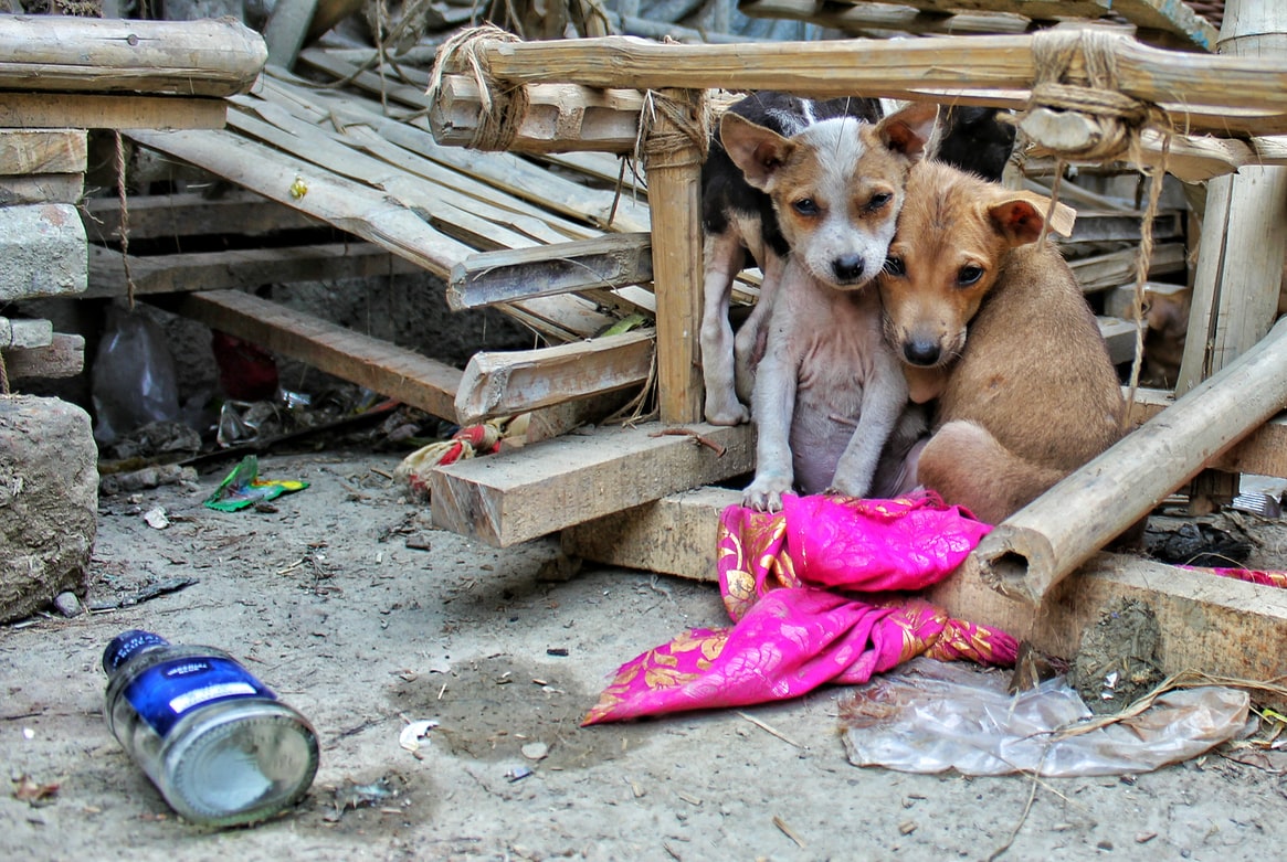 Φυλακισμένα σκυλιά Πάτρα: “Δε μπορώ να πληρώσω το πρόστιμο”, λέει η 55χρονη