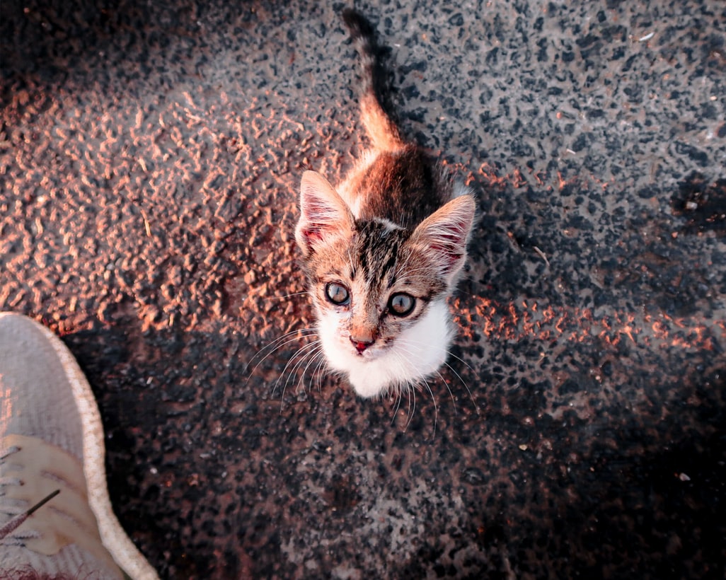 Φόλες σε γάτες: Κτηνωδία στη Σύρο